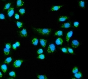 Immunofluorescent staining of FFPE human A549 cells with CLPB antibody (green) and DAPI nuclear stain (blue). HIER: steam section in pH6 citrate buffer for 20 min.