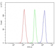 Flow cytometry testing of human K562 cells with CLPB antibody at 1ug/million cells (blocked with goat sera); Red=cells alone, Green=isotype control, Blue= CLPB antibody.