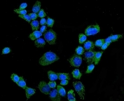 Immunofluorescent staining of FFPE human A431 cells with CYP27A1 antibody (green) and DAPI nuclear stain (blue). HIER: steam section in pH6 citrate buffer for 20 min.