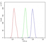 Flow cytometry testing of human HeLa cells with EYA4 antibody at 1ug/million cells (blocked with goat sera); Red=cells alone, Green=isotype control, Blue= EYA4 antibody.