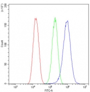 Flow cytometry testing of human U-87 MG cells with Glypican 5 antibody at 1ug/million cells (blocked with goat sera); Red=cells alone, Green=isotype control, Blue= Glypican 5 antibody.