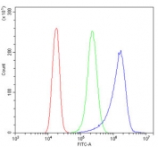 Flow cytometry testing of human A431 cells with mGluR1 antibody at 1ug/million cells (blocked with goat sera); Red=cells alone, Green=isotype control, Blue= mGluR1 antibody.