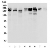 Western blot testing of human 1) A549, 2) PC-3, 3) T47-D, 4) HeLa, 5) SW620, 6) Caco-2, 7) rat ovary and 8) mouse ovary lysate with ITGB4 antibody. Predicted molecular weight ~200 kDa.