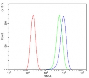Flow cytometry testing of human A549 cells with ITGB5 antibody at 1ug/million cells (blocked with goat sera); Red=cells alone, Green=isotype control, Blue= ITGB5 antibody.