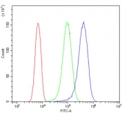 Flow cytometry testing of human U-87 MG cells with ApoER2 antibody at 1ug/million cells (blocked with goat sera); Red=cells alone, Green=isotype control, Blue= ApoER2 antibody.
