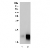 Western blot testing of mouse 1) RAW264.7 and 2) ANA-1 cell lysate with Ly6c antibody. Predicted molecular weight ~14 kDa.