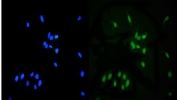 Immunofluorescent staining of FFPE human U-2 OS cells with MCM6 antibody (green) and DAPI nuclear stain (blue). HIER: steam section in pH6 citrate buffer for 20 min.