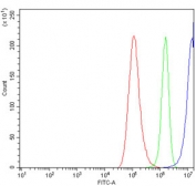 Flow cytometry testing of human A549 cells with MCM6 antibody at 1ug/million cells (blocked with goat sera); Red=cells alone, Green=isotype control, Blue= MCM6 antibody.