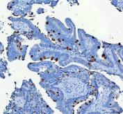 Flow cytometry testing of human U-2 OS cells with Mucin 2 antibody at 1ug/million cells (blocked with goat sera); Red=cells alone, Green=isotype control, Blue= Mucin 2 antibody.