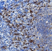 IHC staining of FFPE mouse spleen with NCF2 antibody. HIER: boil tissue sections in pH8 EDTA for 20 min and allow to cool before testing.