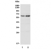 Western blot testing of 1) human ThP-1 and 2) mouse RAW264.7 cell lysate with NCF2 antibody. Predicted molecular weight ~60 kDa.