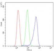 Flow cytometry testing of human ThP-1 cells with NCF2 antibody at 1ug/million cells (blocked with goat sera); Red=cells alone, Green=isotype control, Blue= NCF2 antibody.