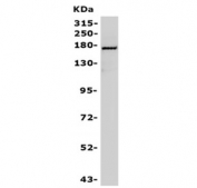 Western blot testing of human ThP-1 cell lysate with NFAT5 antibody. Predicted molecular weight ~170 kDa.
