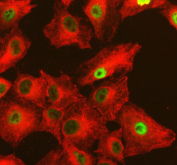 Immunofluorescent staining of FFPE human A549 cells with NFAT5 antibody (green) and Alpha Tubulin mAb (red). HIER: steam section in pH6 citrate buffer for 20 min.
