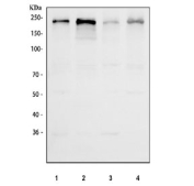 Western blot testing of human 1) HeLa, 2) HepG2, 3) Jurkat and 4) U-2 OS cell lysate with NFAT5 antibody. Predicted molecular weight ~170 kDa.