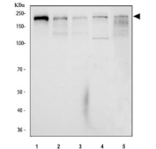 Western blot testing of 1) human SiHa, 2) human HepG2, 3) human RT-4, 4) rat PC-12 and 5) mouse RAW264.7 cell lysate with NFAT5 antibody. Predicted molecular weight ~170 kDa.