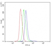 Flow cytometry testing of mouse spleen cells with Cd73 antibody at 1ug/million cells (blocked with goat sera); Red=cells alone, Green=isotype control, Blue= Cd73 antibody.