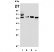 Western blot testing of 1) rat PC-12, 2) rat C6, 3) rat RH35 and 4) mouse thymus lysate with Cd73 antibody. Expected molecular weight: 65-70 kDa.