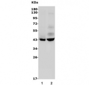 Western blot testing of rat 1) NRK and 2) PC-12 lysate with P2ry14 antibody. Predicted molecular weight ~40 kDa.