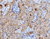 IHC staining of FFPE mouse kidney with PEPC antibody. HIER: boil tissue sections in pH8 EDTA for 20 min and allow to cool before testing.