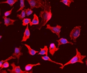 Immunofluorescent staining of FFPE human HeLa cells with PEPC antibody (red) and DAPI nuclear stain (blue). HIER: steam section in pH6 citrate buffer for 20 min.