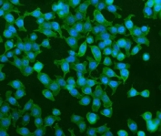 Immunofluorescent staining of FFPE human Caco-2 cells with PDE6 alpha antibody (green) and DAPI nuclear stain (blue). HIER: steam section in pH6 citrate buffer for 20 min.