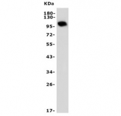 Western blot testing of mouse brain lysate with PDE10A antibody. Predicted molecular weight ~100 kDa.