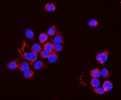 Immunofluorescent staining of FFPE human A431 cells with PNPT1 antibody (red) and DAPI nuclear stain (blue). HIER: steam section in pH6 citrate buffer for 20 min.