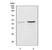 Western blot testing of 1) rat brain and 2) mouse brain lysate with PRMT8 antibody. Predicted molecular weight ~45 kDa.