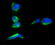 Immunofluorescent staining of FFPE human A549 cells with Prominin 1 antibody (green) and DAPI nuclear stain (blue). HIER: steam section in pH6 citrate buffer for 20 min.