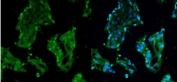 Immunofluorescent staining of frozen human placenta with RCC1 antibody (green) and DAPI (blue).