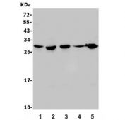 Western blot testing of human 1) U-2 OS, 2) Jurkat, 3) K562, 4) A549 and 5) Raji lysate with RPA32 antibody. Expected molecular weight ~32 kDa.