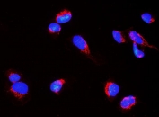 Immunofluorescent staining of FFPE human U-2 OS cells with Nogo A antibody (red) and DAPI nuclear stain (blue). HIER: steam section in pH6 citrate buffer for 20 min.