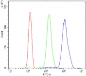 Flow cytometry testing of human ThP-1 cells with Transketolase antibody at 1ug/million cells (blocked with goat sera); Red=cells alone, Green=isotype control, Blue= Transketolase antibody.