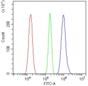 Flow cytometry testing of human U-87 MG cells with Transketolase antibody at 1ug/million cells (blocked with goat sera); Red=cells alone, Green=isotype control, Blue= Transketolase antibody.