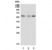 Western blot testing of mouse 1) SP2/0, 2) RAW264.7 and 3) NIH 3T3 lysate with DR3 antibody. Predicted molecular weight: 45 kDa, observed at 50-70 kDa.