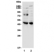 Western blot testing of human 1) HEK293 and 2) SW620 lysate with WNT5B antibody. Expected molecular weight: 40-45 kDa.