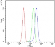 Flow cytometry testing of human U-87 MG cells with WNT5B antibody at 1ug/million cells (blocked with goat sera); Red=cells alone, Green=isotype control, Blue= WNT5B antibody.