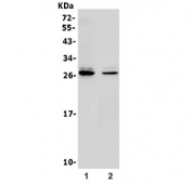 Western blot testing of 1) rat brain and 2) mouse brain lysate with 14-3-3 gamma antibody. Predicted molecular weight ~28 kDa.