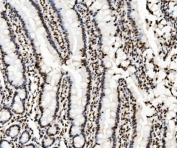IHC staining of FFPE rat intestine with TRIM28 antibody. HIER: boil tissue sections in pH8 EDTA for 20 min and allow to cool before testing.