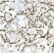 IHC staining of frozen human placenta with TRIM28 antibody.