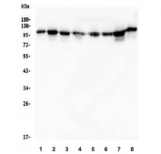 Western blot testing of human 1) HeLa, 2) PC-3, 3) HEK293, 4) A549, 5) Jurkat, 6) ThP-1, 7) rat PC-12 and 8) mouse NIH 3T3 lysate with TRIM28 antibody. Observed molecular weight: 88~110 kDa depending on sumoylation.