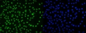 Immunofluorescent staining of FFPE human A549 cells with DDX5 antibody (green) and DAPI nuclear stain (blue). HIER: steam section in pH6 citrate buffer for 20 min.