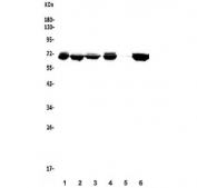 Western blot testing of human 1) HeLa, 2) SW620, 3) Caco-2, 4) K562, 5) rat PC-12 and 6) mouse NIH 3T3 lysate with DDX5 antibody. Predicted molecular weight: ~68 kDa.