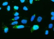 Immunofluorescent staining of FFPE human HeLa cells with RNH1 antibody (green) and DAPI nuclear stain (blue). HIER: steam section in pH6 citrate buffer for 20 min.