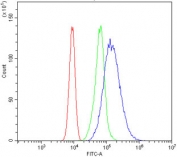 Flow cytometry testing of human Caco-2 cells with HSP22 antibody at 1ug/million cells (blocked with goat sera); Red=cells alone, Green=isotype control, Blue= HSP22 antibody.