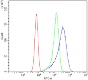 Flow cytometry testing of human U-2 OS cells with HSP22 antibody at 1ug/million cells (blocked with goat sera); Red=cells alone, Green=isotype control, Blue= HSP22 antibody.