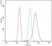 Flow cytometry testing of human HeLa cells with BubR1 antibody at 1ug/million cells (blocked with goat sera); Red=cells alone, Green=isotype control, Blue= BubR1 antibody.