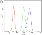 Flow cytometry testing of human 293T cells with ZAP70 antibody at 1ug/million cells (blocked with goat sera); Red=cells alone, Green=isotype control, Blue= ZAP70 antibody.