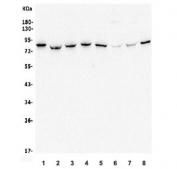 Western blot testing of human 1) HeLa, 2) K562, 3) HEK293, 4) PC-3, 5) Caco-2, 6) Raji, 7) rat PC-12 and 8) mouse NIH 3T3 lysate with MMUT antibody. Predicted molecular weight ~83 kDa.